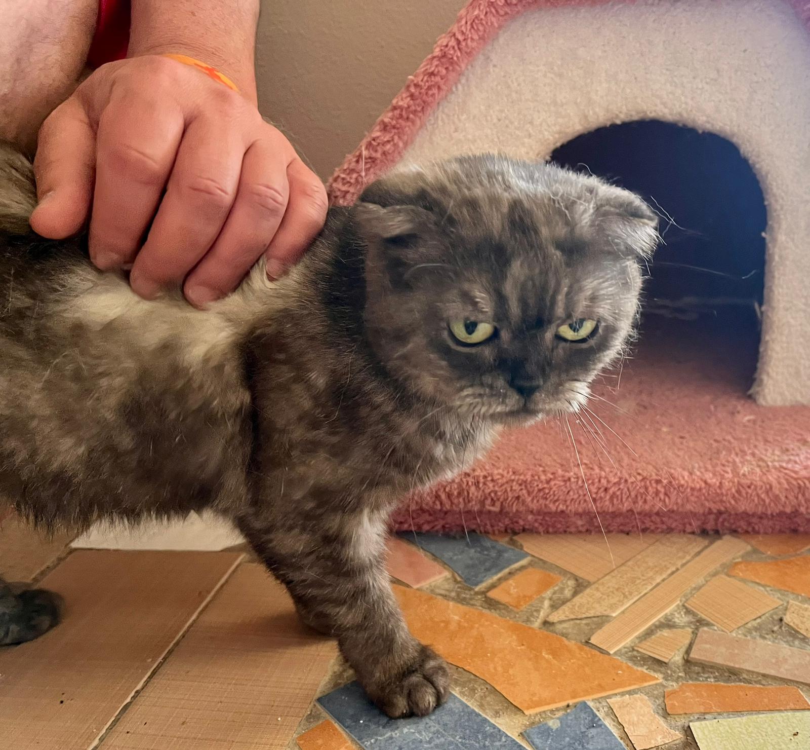 katze befriedigen wattestäbchen Alles über die Bombay Katze (Katzenrasse)